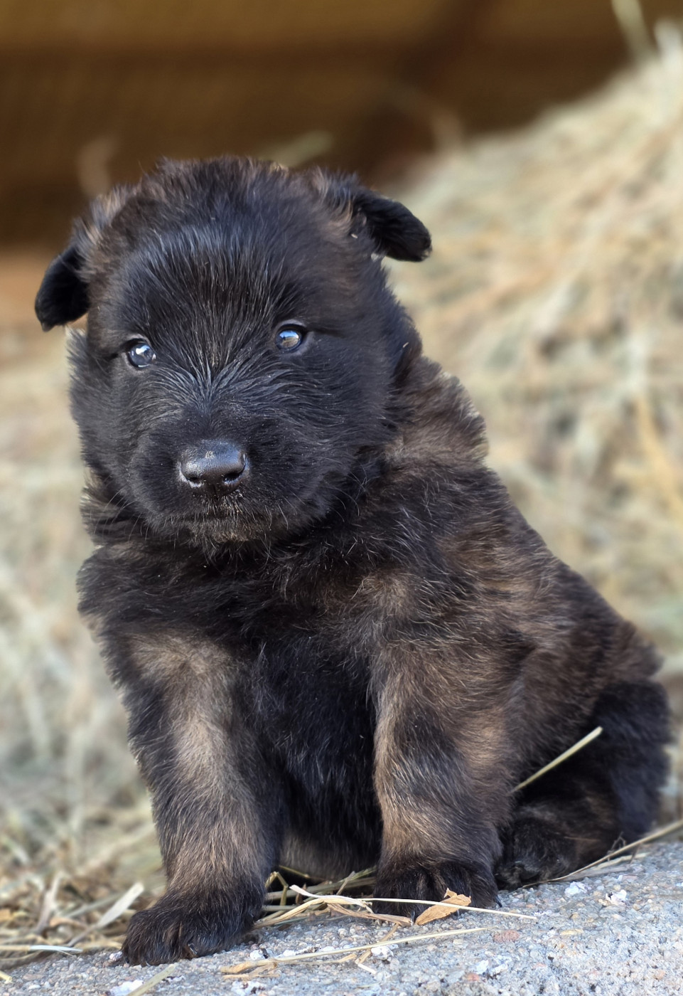 De L'Empire Du Mont Sombet - Chiots disponibles - Berger Belge