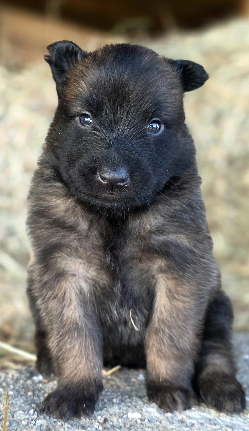 De L'Empire Du Mont Sombet - Chiots disponibles - Berger Belge