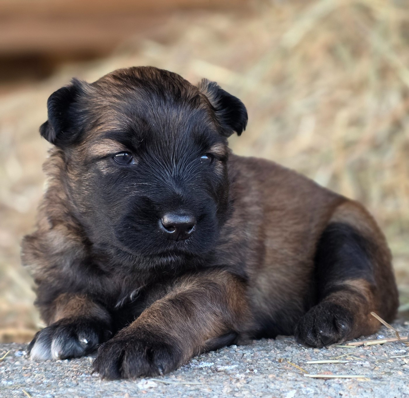 De L'Empire Du Mont Sombet - Chiots disponibles - Berger Belge