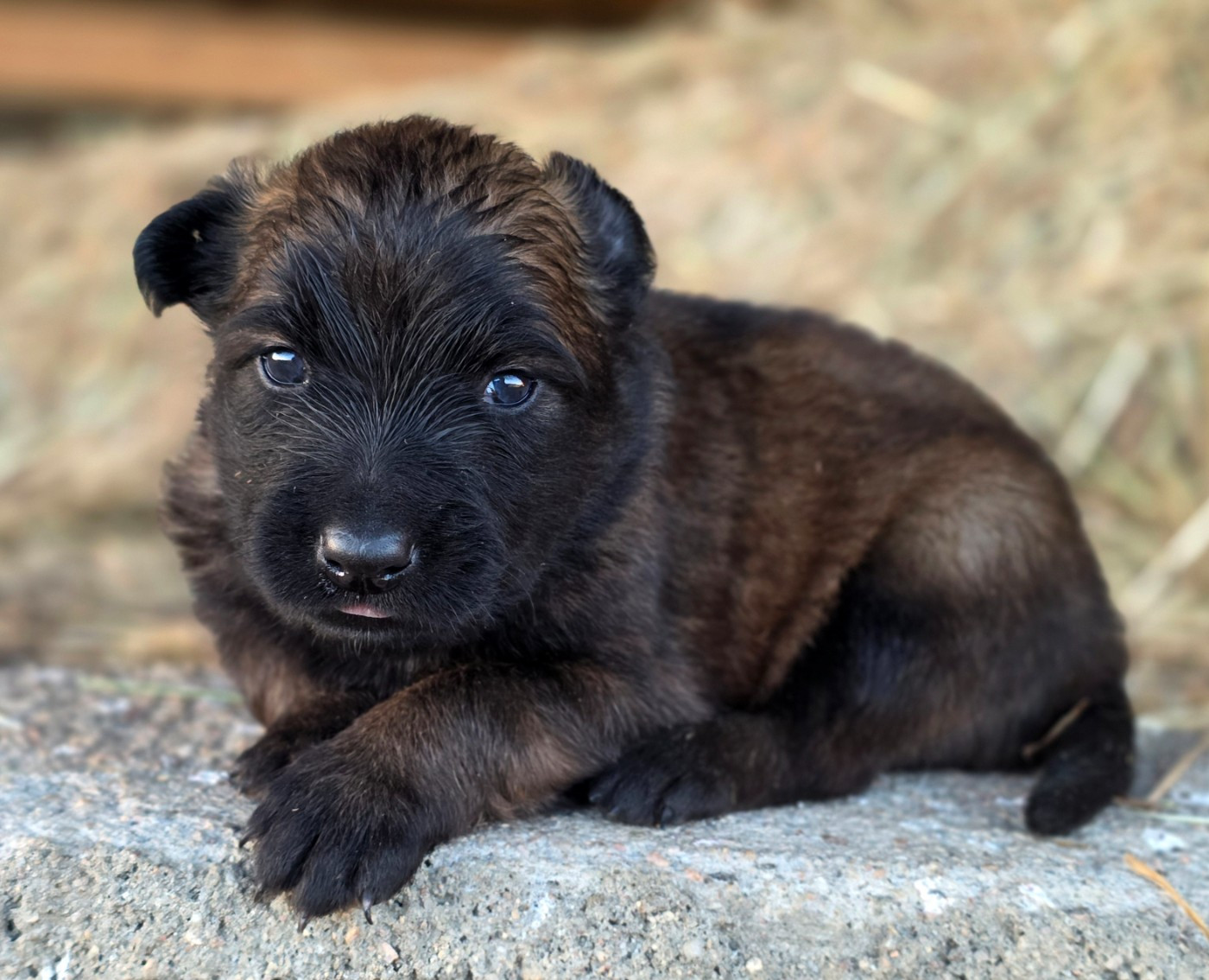 De L'Empire Du Mont Sombet - Chiots disponibles - Berger Belge