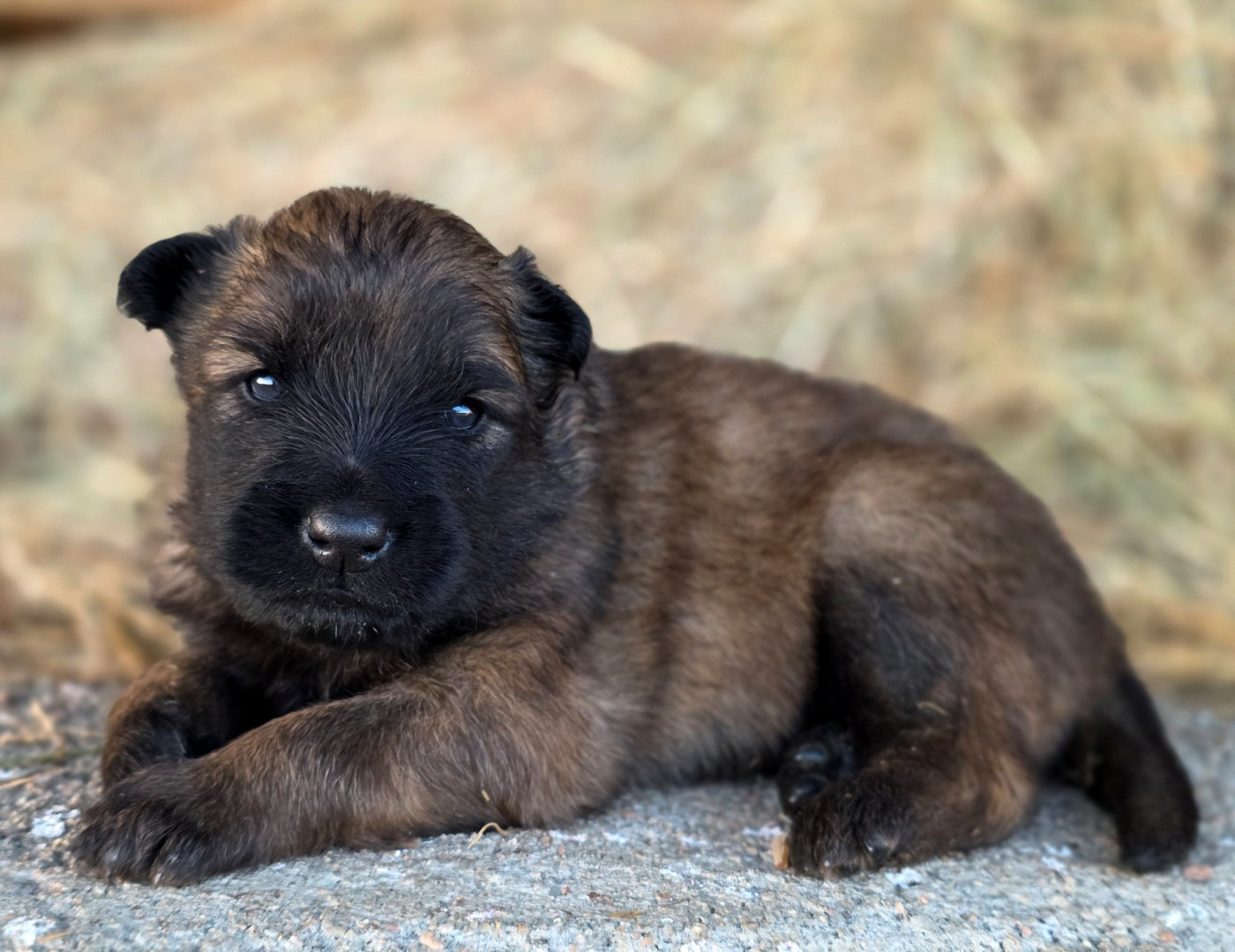 De L'Empire Du Mont Sombet - Chiots disponibles - Berger Belge