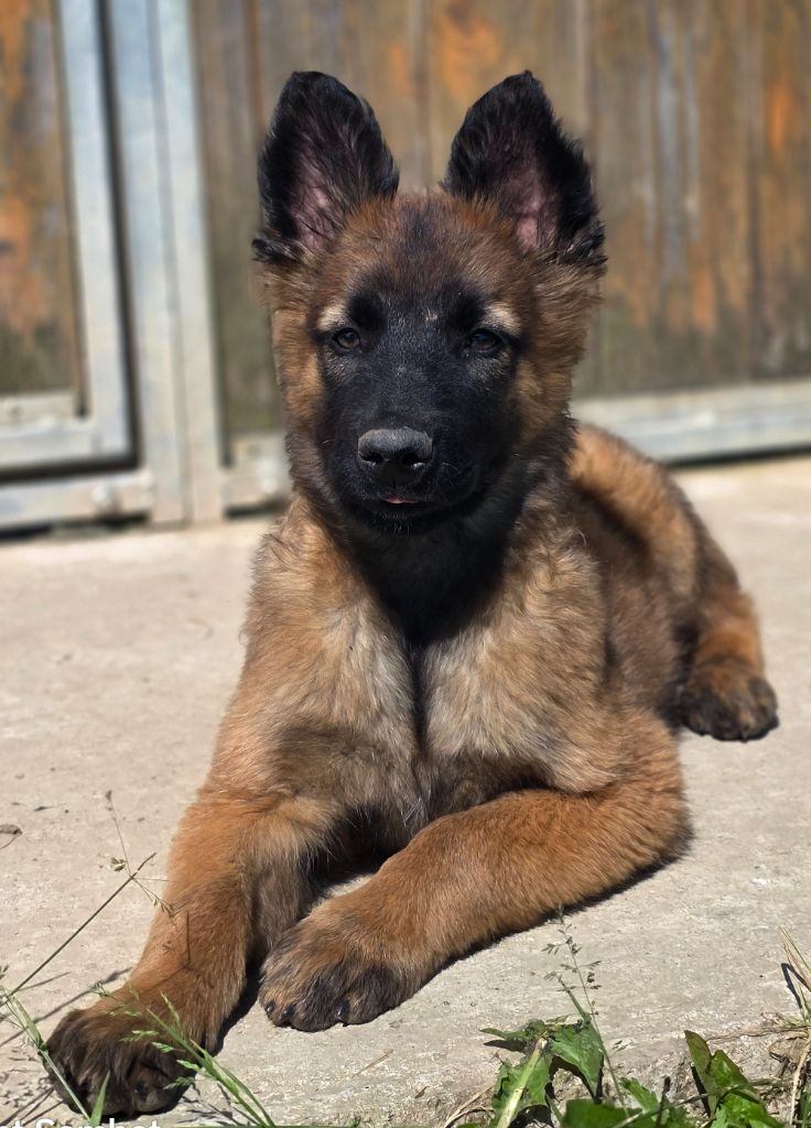 De L'Empire Du Mont Sombet - Chiots disponibles - Berger Belge
