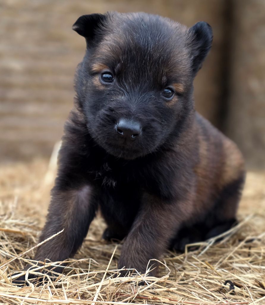 De L'Empire Du Mont Sombet - Chiots disponibles - Berger Belge