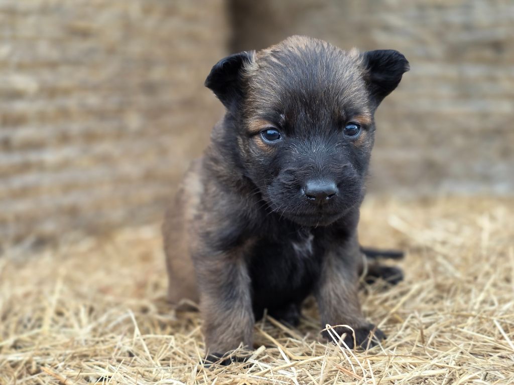 De L'Empire Du Mont Sombet - Chiots disponibles - Berger Belge