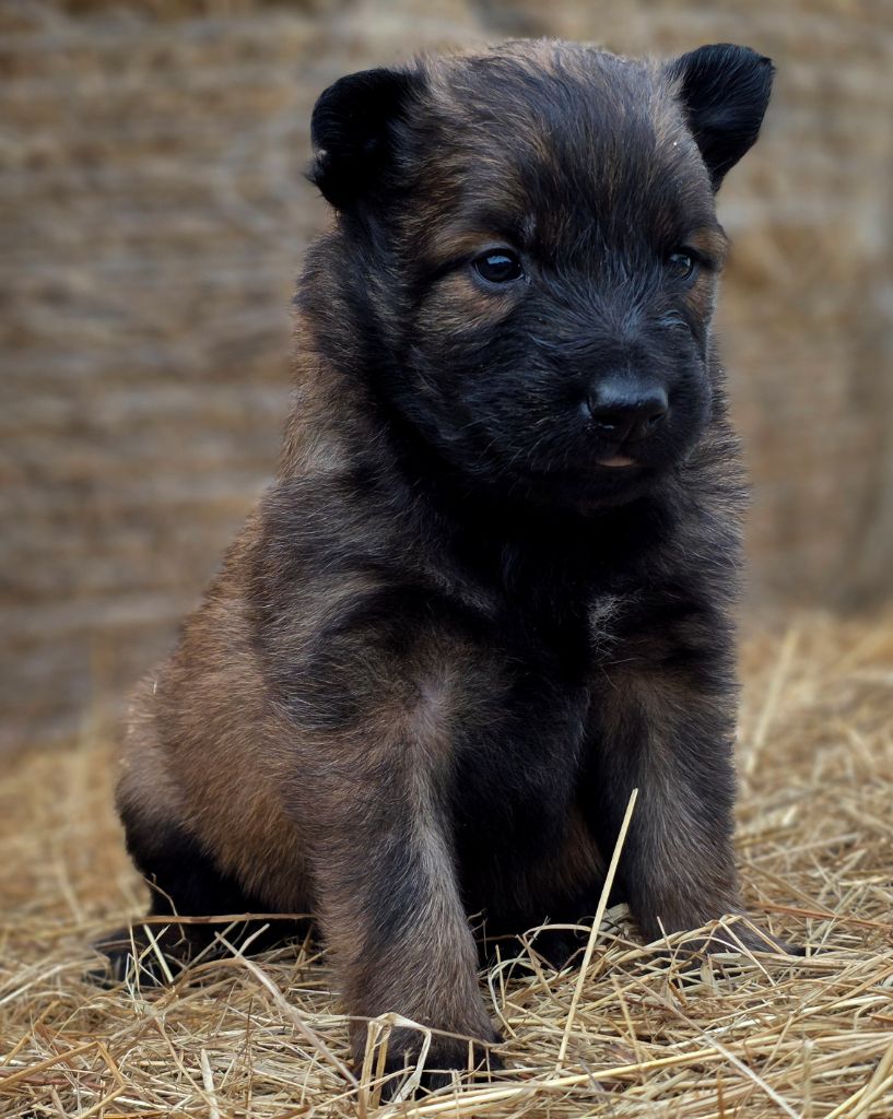 De L'Empire Du Mont Sombet - Chiots disponibles - Berger Belge