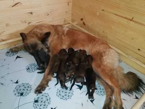 Chiot Berger Belge De L'Empire Du Mont Sombet
