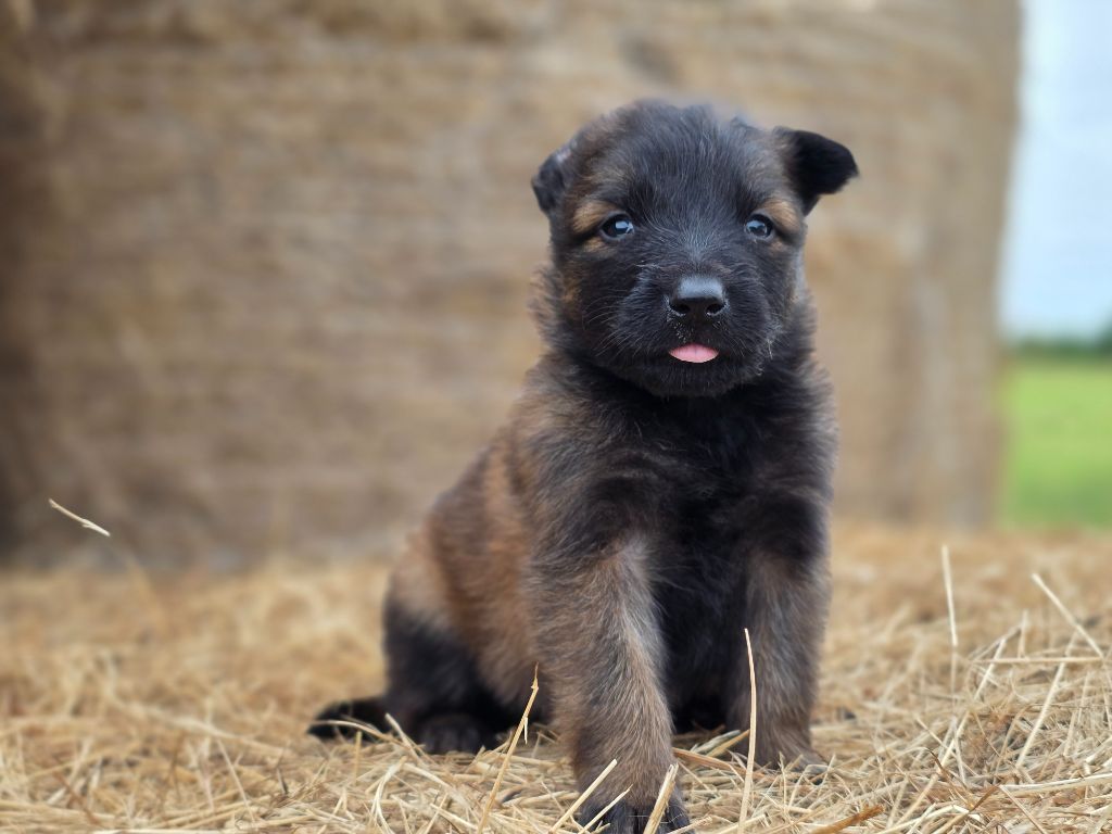 De L'Empire Du Mont Sombet - Chiots disponibles - Berger Belge