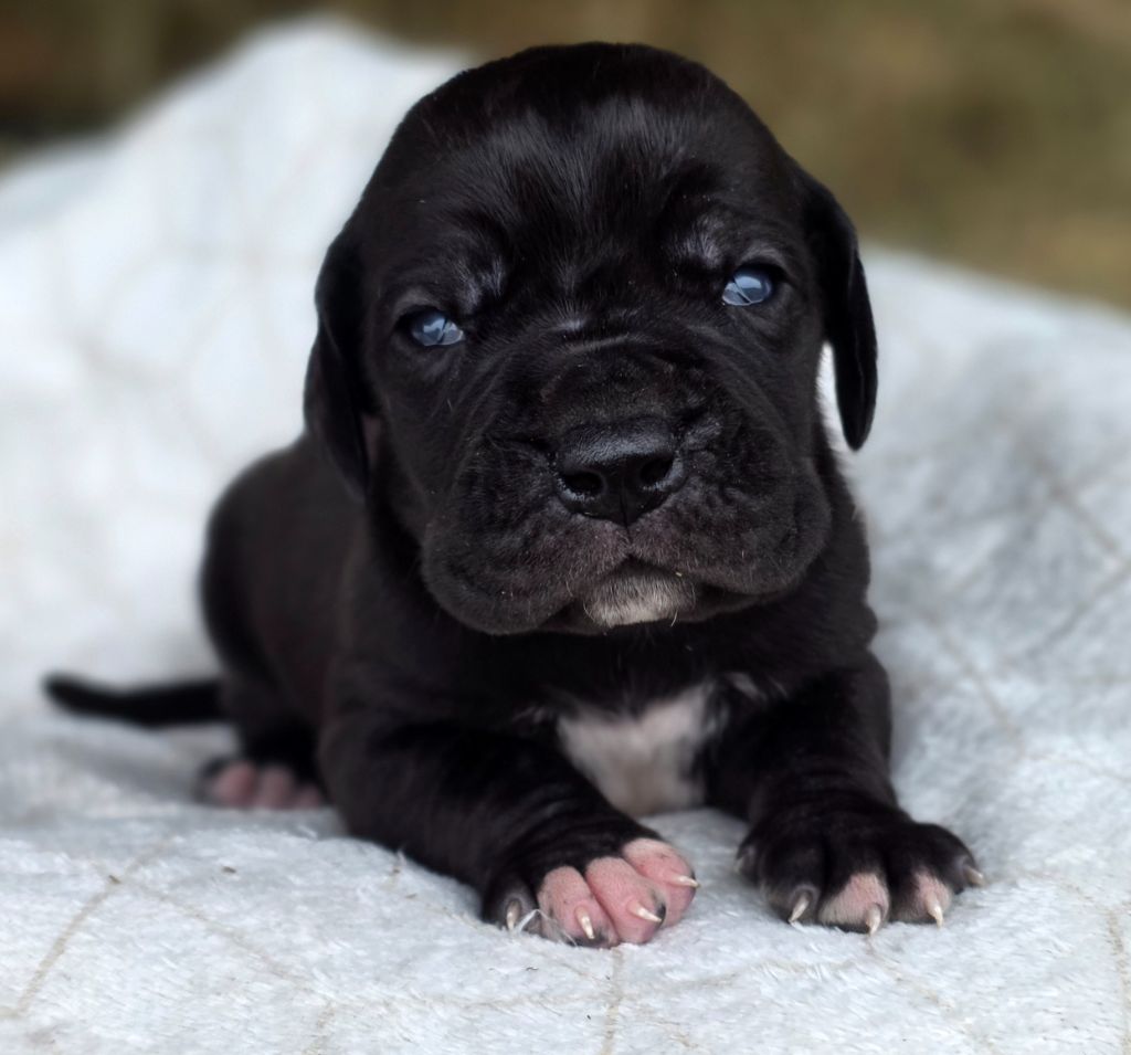 De L'Empire Du Mont Sombet - Chiots disponibles - Dogue allemand