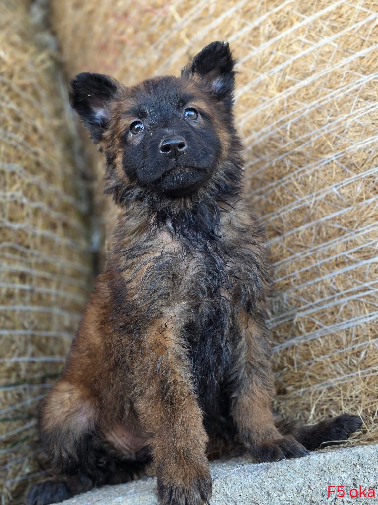 De L'Empire Du Mont Sombet - Chiots disponibles - Berger Belge