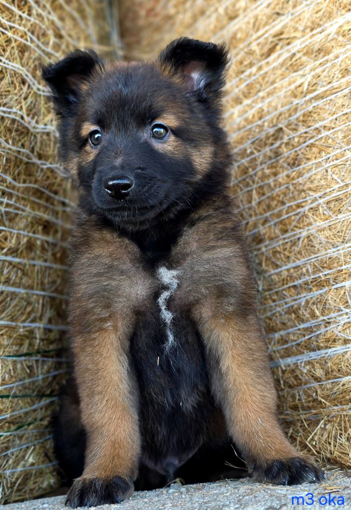 De L'Empire Du Mont Sombet - Chiots disponibles - Berger Belge