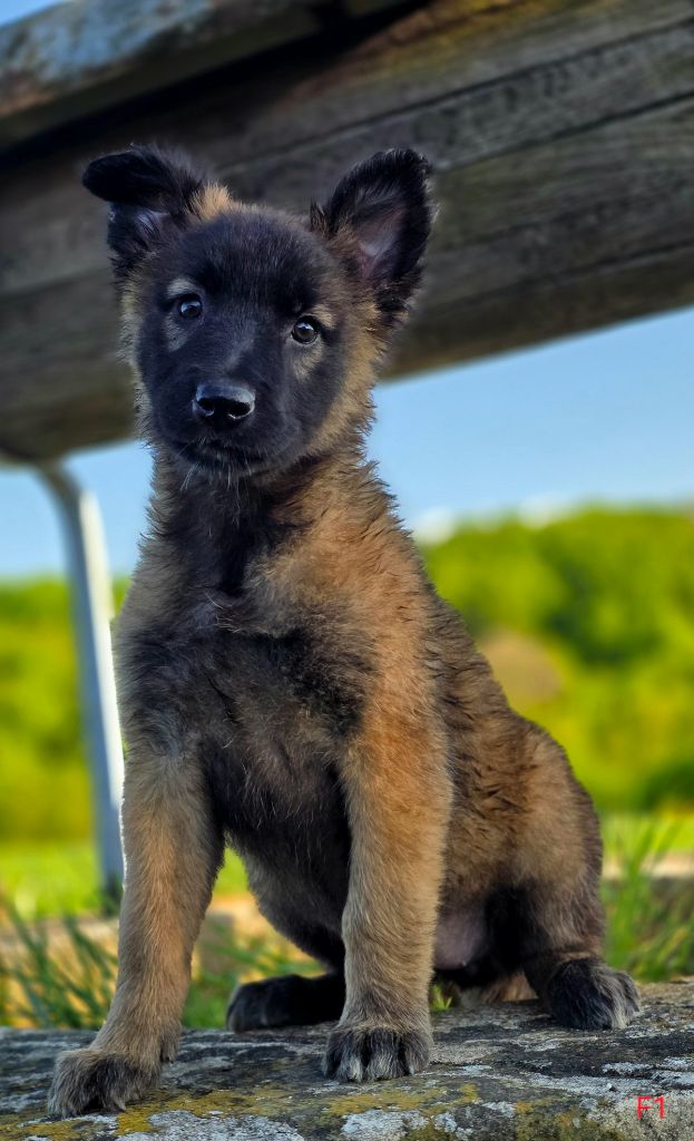 De L'Empire Du Mont Sombet - Chiots disponibles - Berger Belge