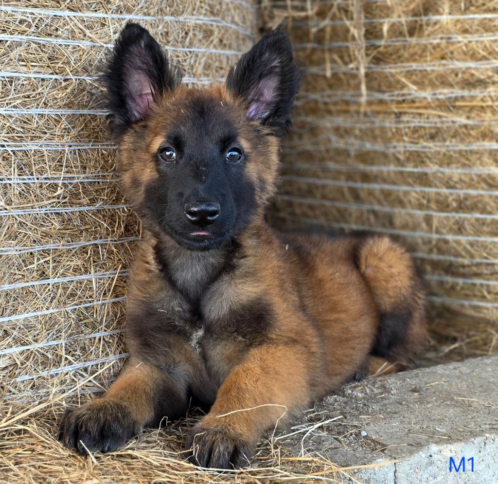 De L'Empire Du Mont Sombet - Chiots disponibles - Berger Belge