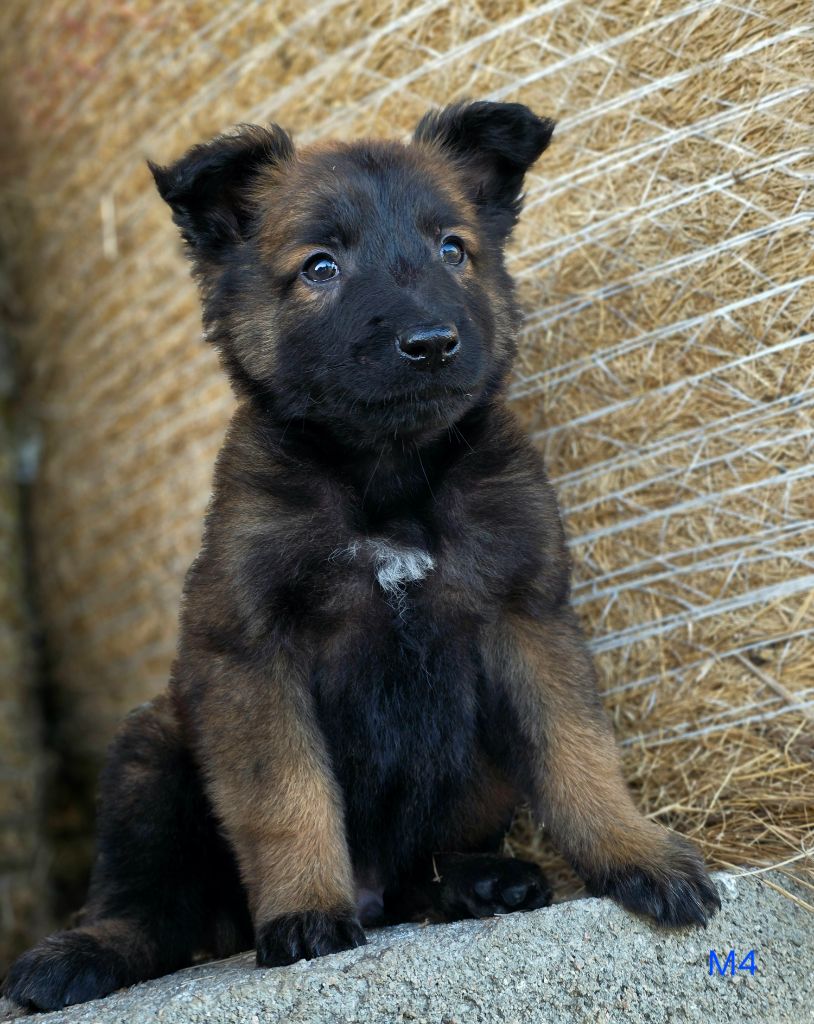 De L'Empire Du Mont Sombet - Chiots disponibles - Berger Belge