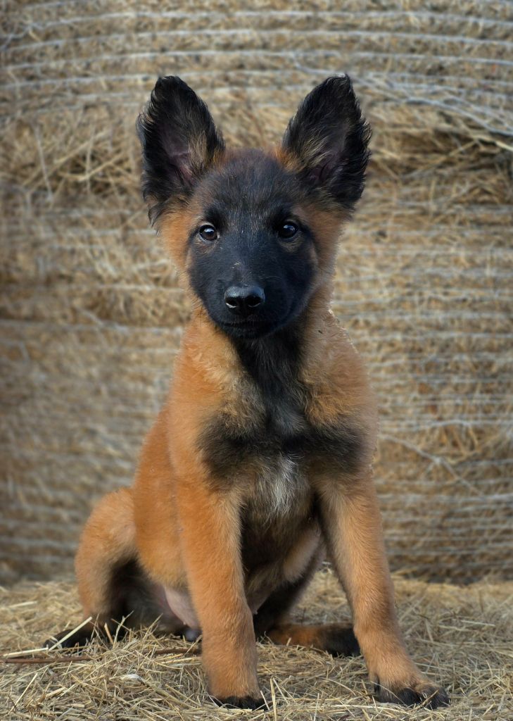 De L'Empire Du Mont Sombet - Chiots disponibles - Berger Belge