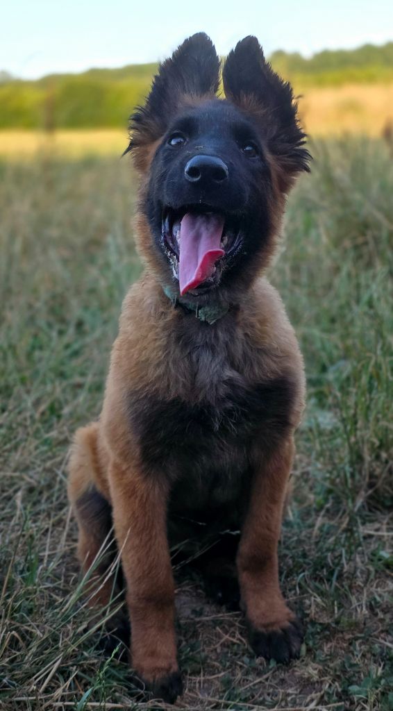 De L'Empire Du Mont Sombet - Chiots disponibles - Berger Belge