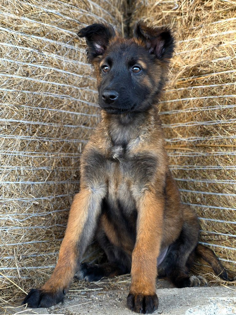 De L'Empire Du Mont Sombet - Chiots disponibles - Berger Belge