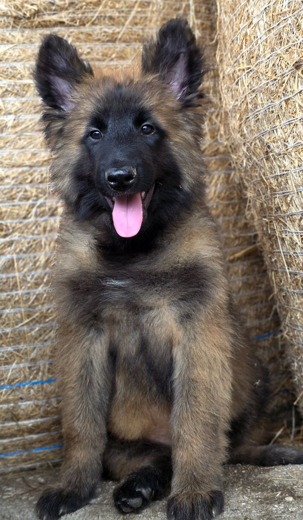 De L'Empire Du Mont Sombet - Chiots disponibles - Berger Belge
