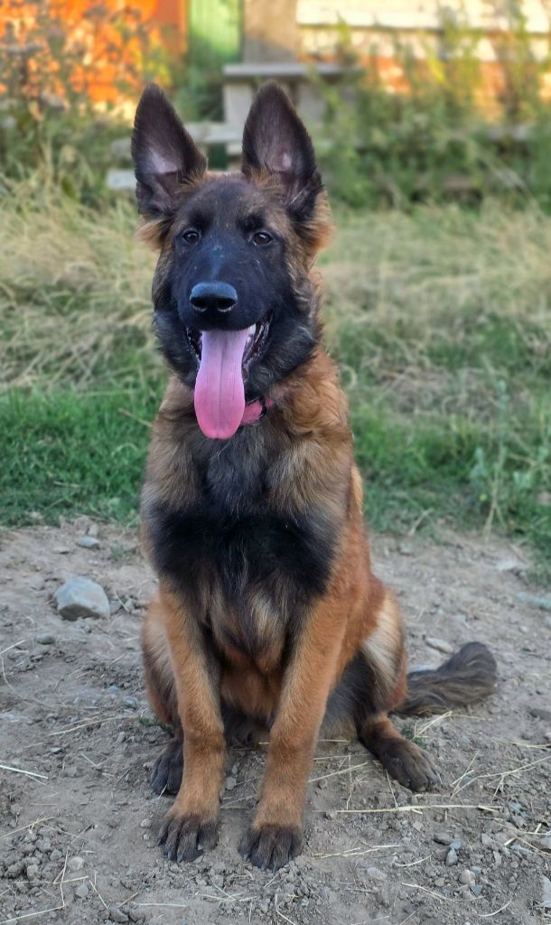 De L'Empire Du Mont Sombet - Chiots disponibles - Berger Belge