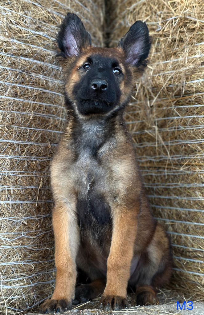 De L'Empire Du Mont Sombet - Chiots disponibles - Berger Belge