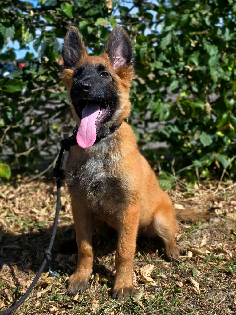 De L'Empire Du Mont Sombet - Chiots disponibles - Berger Belge
