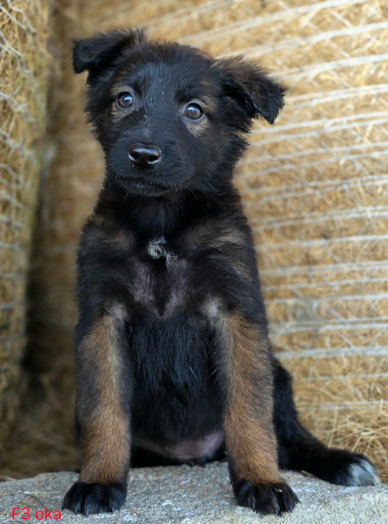 De L'Empire Du Mont Sombet - Chiots disponibles - Berger Belge