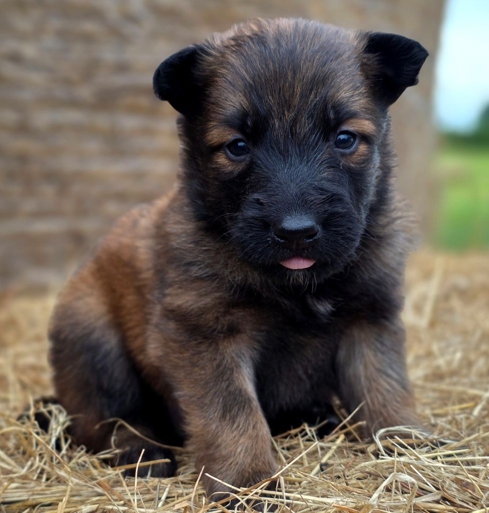 De L'Empire Du Mont Sombet - Chiots disponibles - Berger Belge