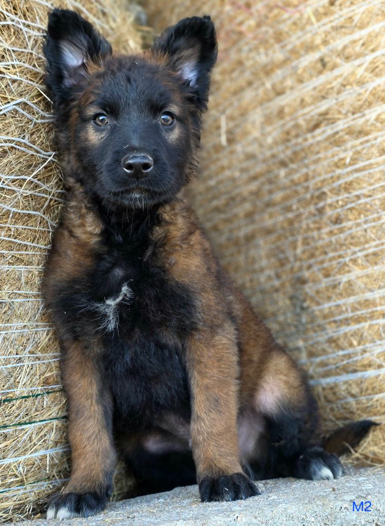 De L'Empire Du Mont Sombet - Chiots disponibles - Berger Belge