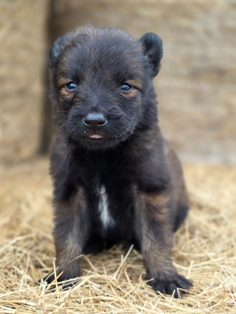 De L'Empire Du Mont Sombet - Chiots disponibles - Berger Belge