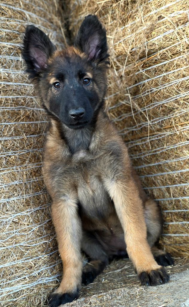 De L'Empire Du Mont Sombet - Chiots disponibles - Berger Belge