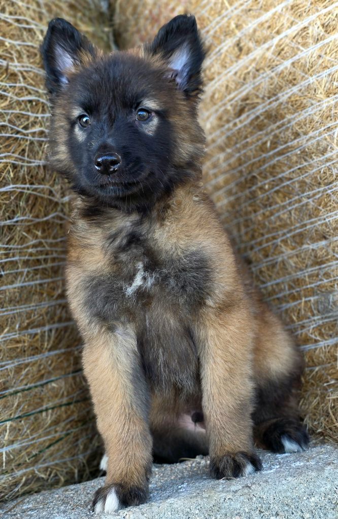 De L'Empire Du Mont Sombet - Chiots disponibles - Berger Belge