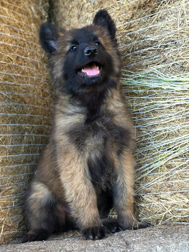 De L'Empire Du Mont Sombet - Chiots disponibles - Berger Belge
