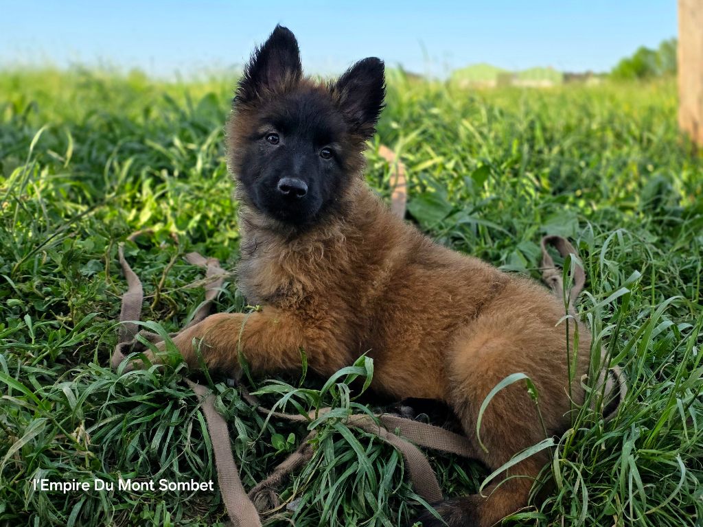 De L'Empire Du Mont Sombet - Chiots disponibles - Berger Belge