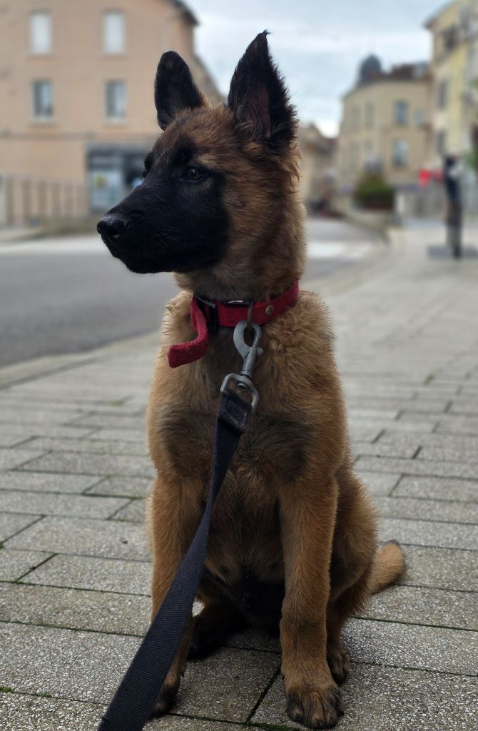 De L'Empire Du Mont Sombet - Chiots disponibles - Berger Belge