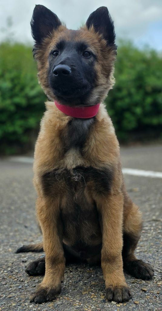 De L'Empire Du Mont Sombet - Chiots disponibles - Berger Belge