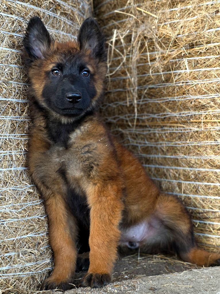 De L'Empire Du Mont Sombet - Chiots disponibles - Berger Belge