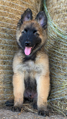 CHIOT 3