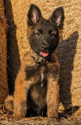 CHIOT 1