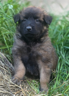 CHIOT 2