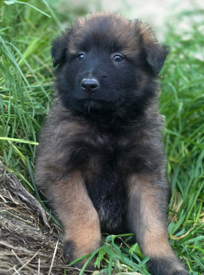 CHIOT 8