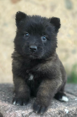 Chiot N°8