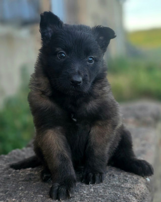 Chiot N°9