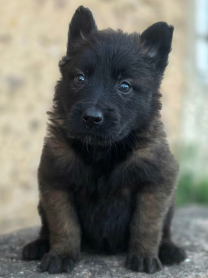 Chiot N°10