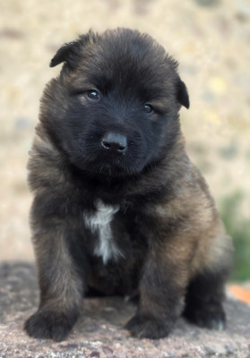 Chiot N°2