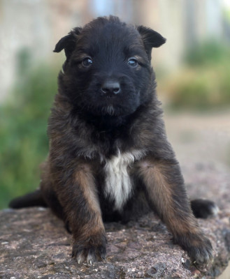 Chiot N°3
