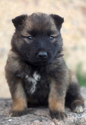 Chiot N°6