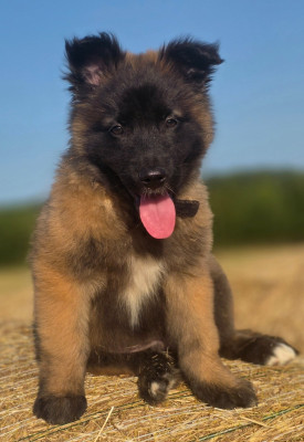 Chiot N°4