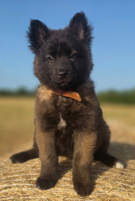 Chiot N°8