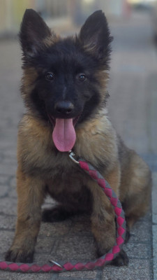 Chiot N°3