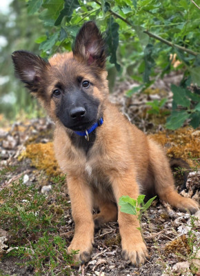 Chiot N°1