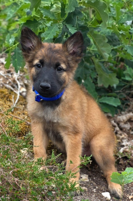 Chiot N°7